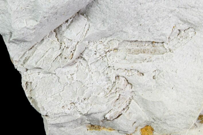 Partial Fossil Pea Crab (Pinnixa) From California - Miocene #105025
